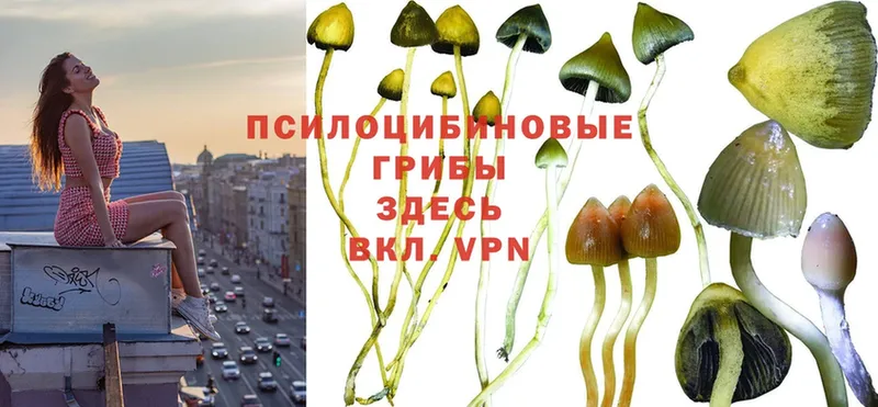 mega ССЫЛКА  купить   Алексеевка  Псилоцибиновые грибы Cubensis 